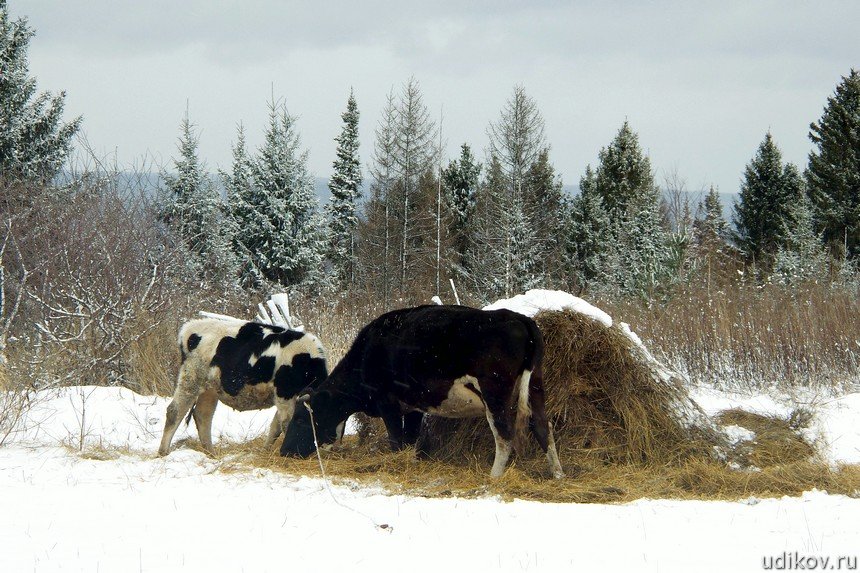 Коровы в марийской деревне