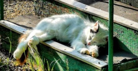 Балдёжный крымский котик