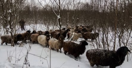 Овцы на зимнем выпасе