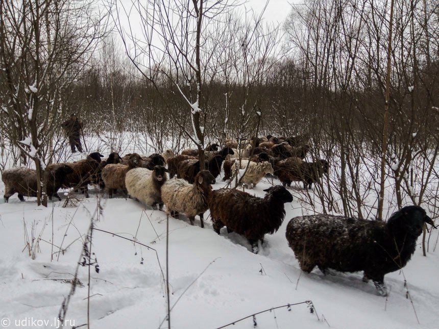 Овцы на зимнем выпасе