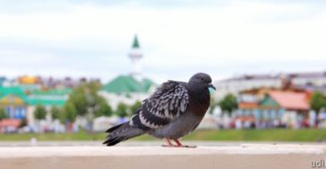 Казанский голубь