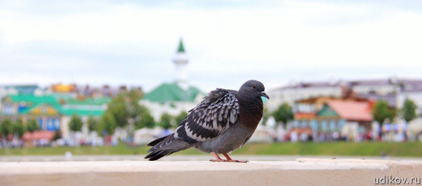 Казанский голубь