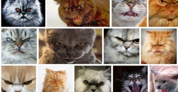 Злые котики Яндекс картинки