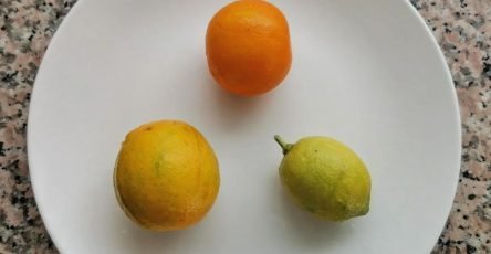Декоративные апельсины Артальи