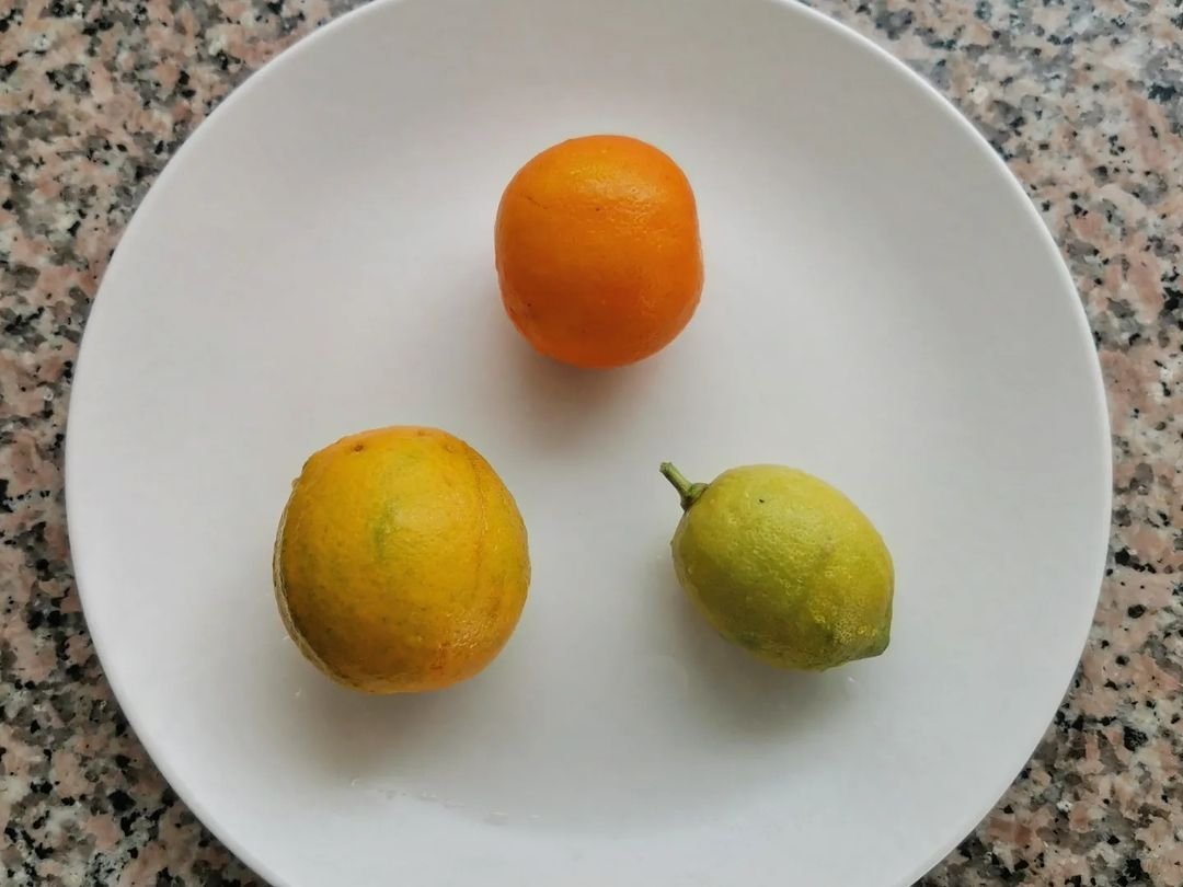 Декоративные апельсины Артальи