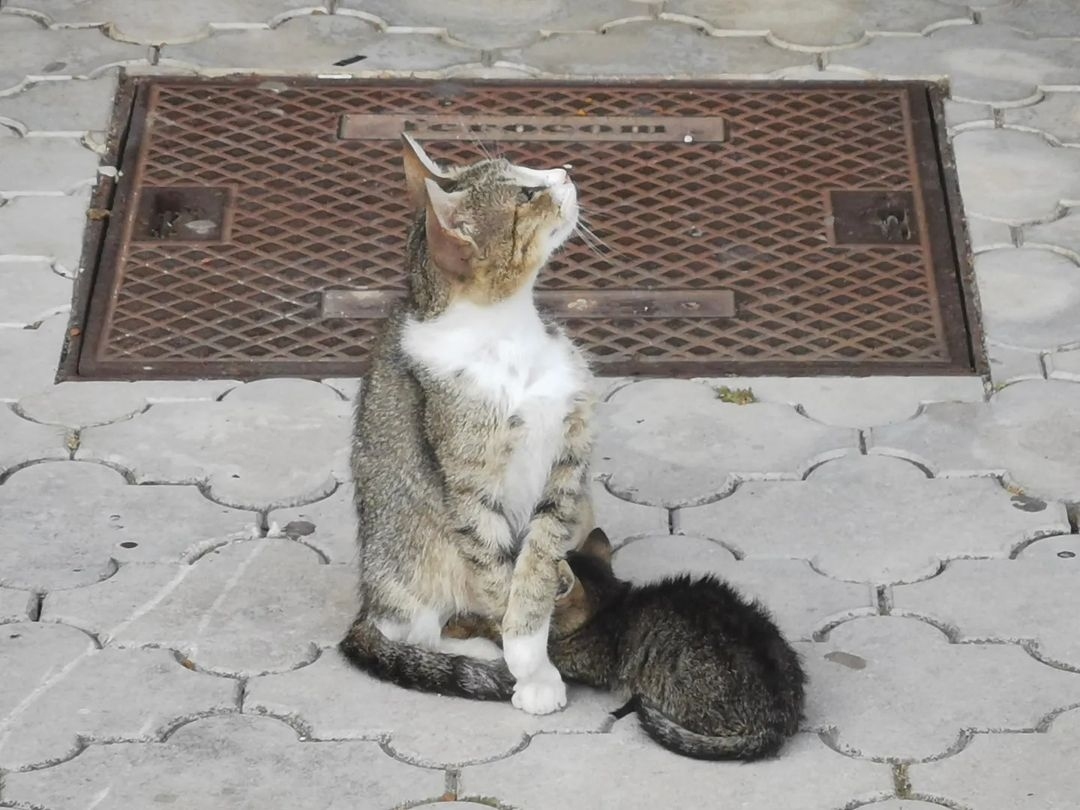 Кошка кормящая котёнка