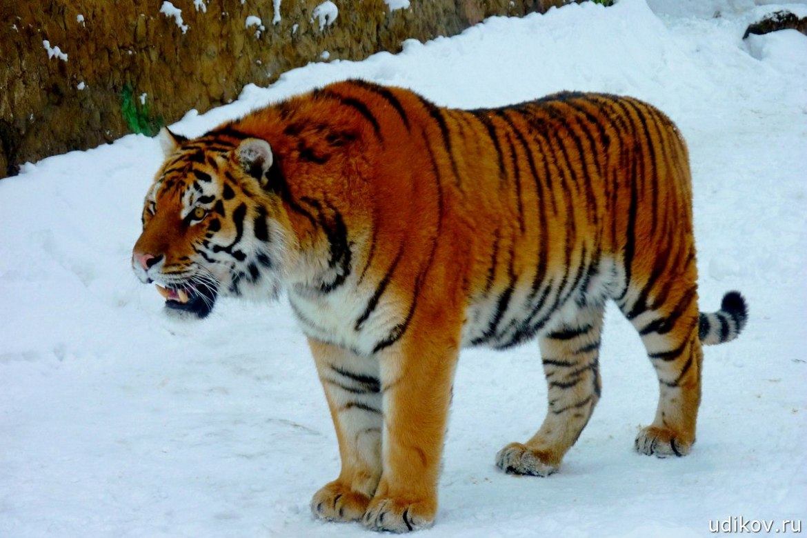 Тигр рычит