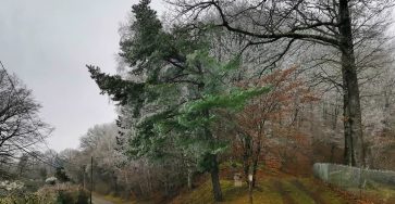 Опушка Аргонского леса в Клермоне