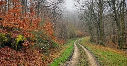 Дорога в Аргонском лесу