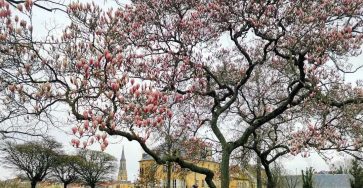 Магнолия в Меце