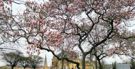 Магнолия в Меце