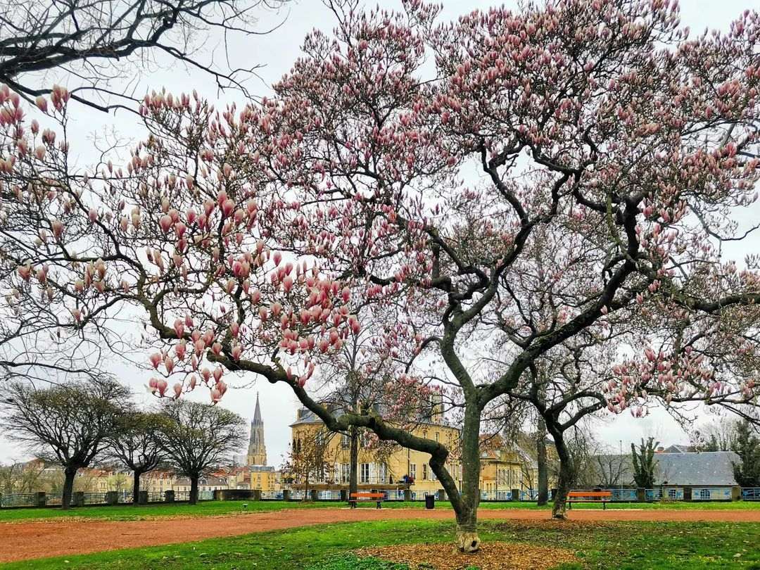 Магнолия в Меце